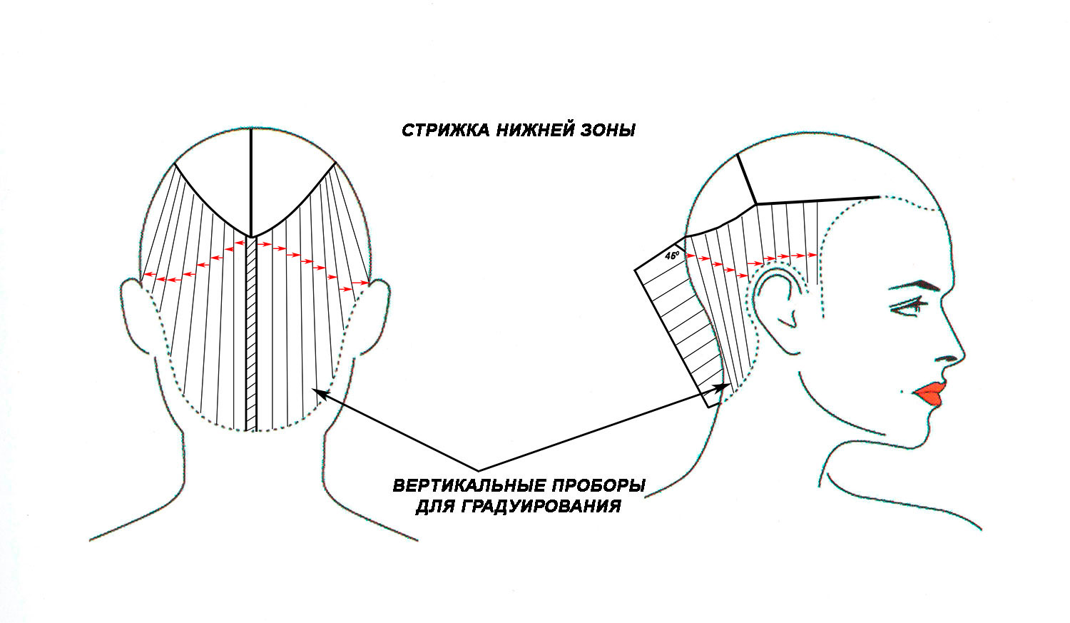 Зона челки схема